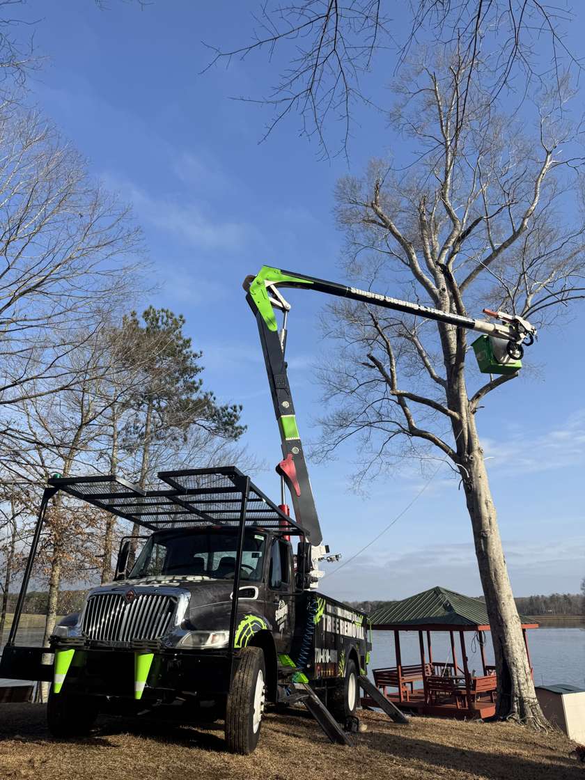 Bucket truck working on a tall tree by the water