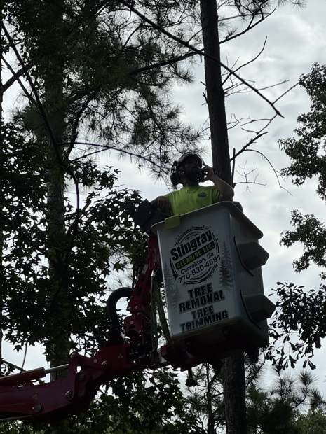 Climber in the lift basket cutting high in a tree