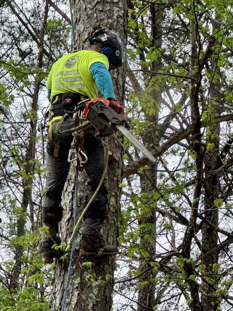 Climber working at the top of a trunk with the rest of the tree already down