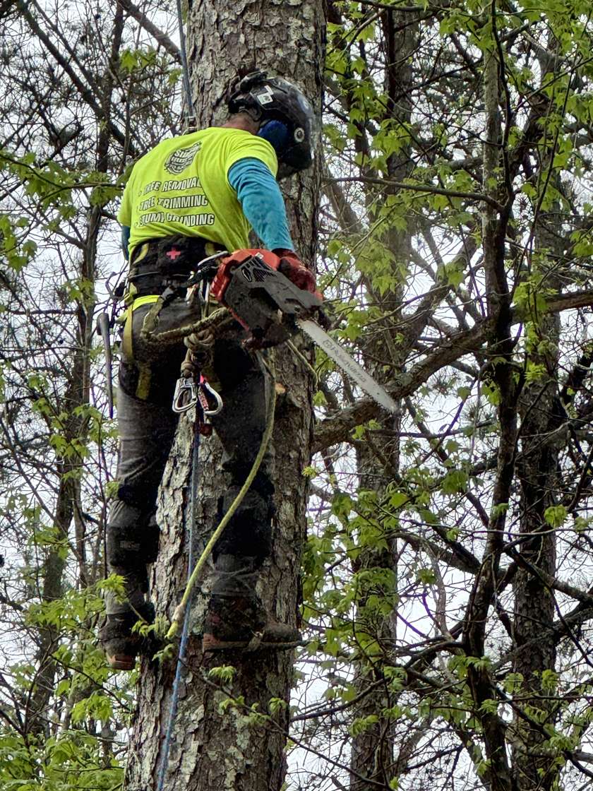 Climber working at the top of a trunk with the rest of the tree already down