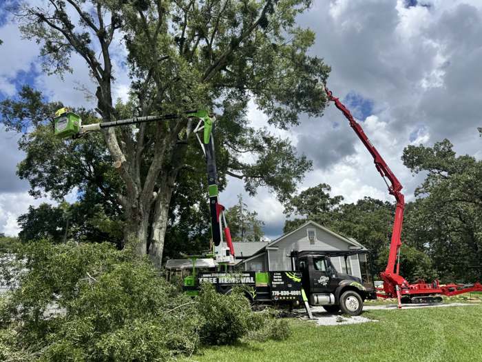 Stingray bucket truck and spider lift working together on one tree