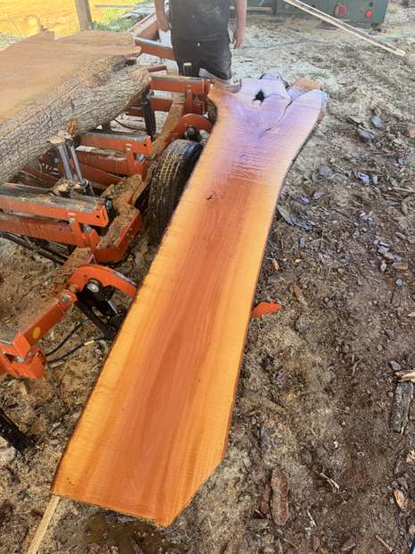 Live edge slab coming off the sawmill