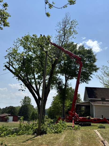 Spider lift trimming a large tree beside a house