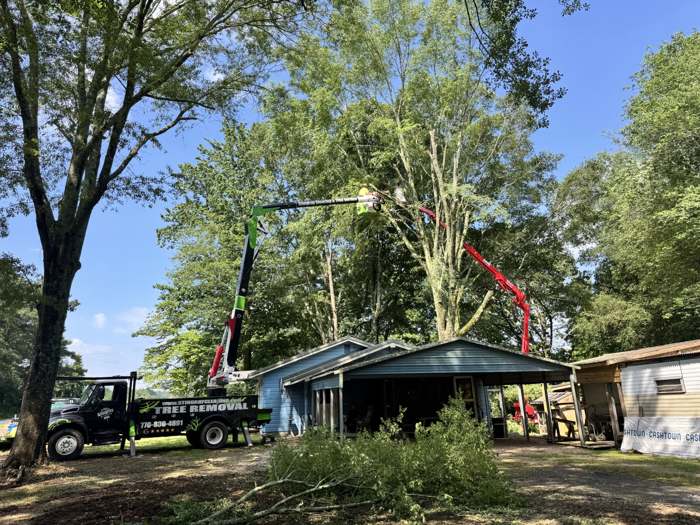 Spider lift trimming a big oak over a yard