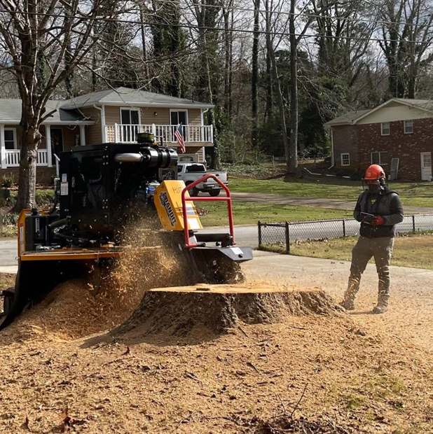 Stump grinder chewing a large stump down in a front yard
